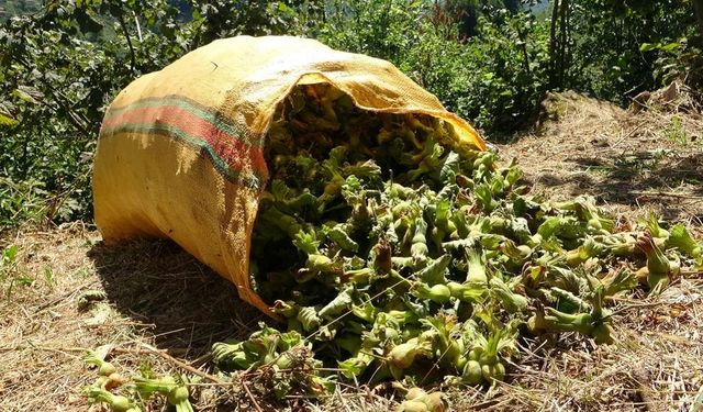 Giresun: Karadeniz'in yeşil altınında hasat başladı