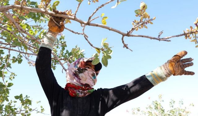 Şanlıurfa’dan geldi, Diyarbakır’da fıstık için çalışıyor!