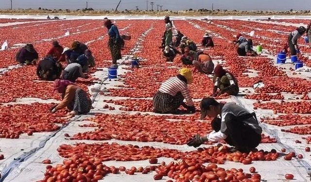 Karacadağ’ın eşsiz lezzeti dünyaya açılıyor: ABD’ye satılıyor!