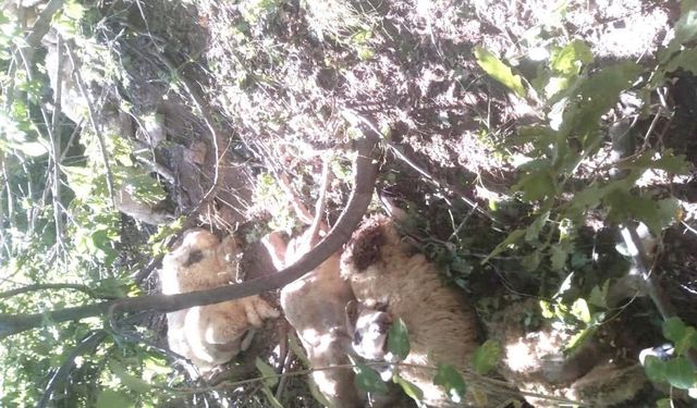 Tunceli’de yaylada kurt saldırısında 30 koyun can verdi!