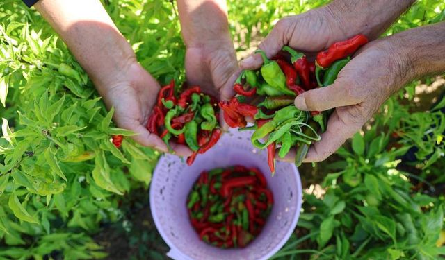 Diyarbakır’ın acı biberini şekerle birleştirdi: Yok satıyor