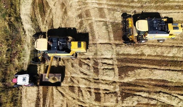 Diyarbakır’da tescilli Karacadağ Pirinç hasadı: 250 ton bekleniyor