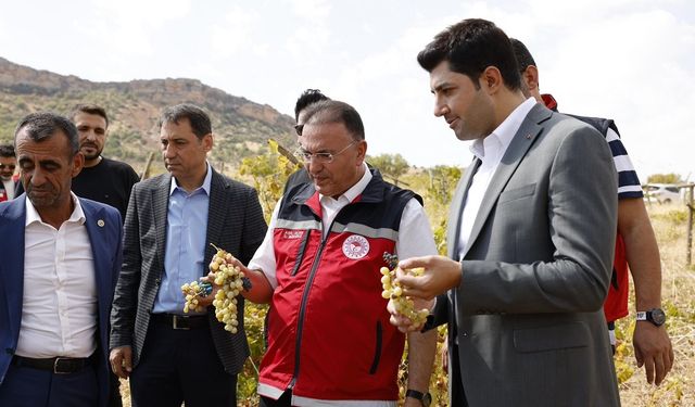 Diyarbakır’daki bağ alanlarında inceleme