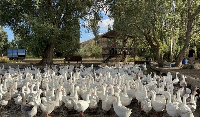 Kars kazları için geri sayım: 2 bin 500 liradan 6 bin liraya kadar çıktı