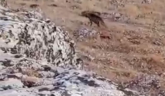 Nesli tükenme tehlikesi altındaydı: Şanlıurfa’da görüldü!