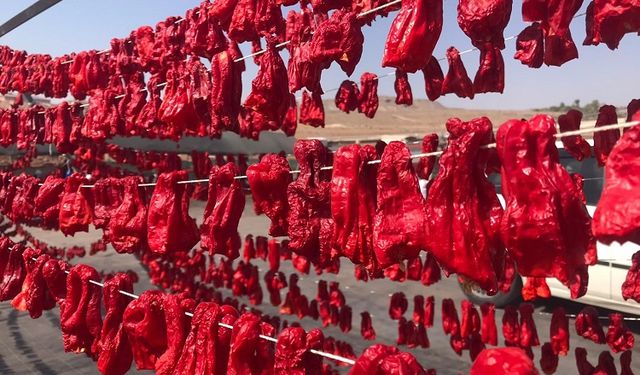 Şanlıurfa’da isot hasadı başladı: İşte kilo fiyatı