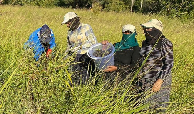 Süper Meyve diye biliniyordu: Diyarbakır’da hasadına başlandı!