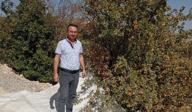 Malatya’da şifa deposu alıçta hasat devam ediyor