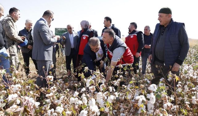 Diyarbakır’da "beyaz altın" hasadı başladı: Tam 499 çeşit
