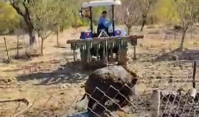 Diyarbakır’da domuz kuyuya düştü: Traktör kurtardı