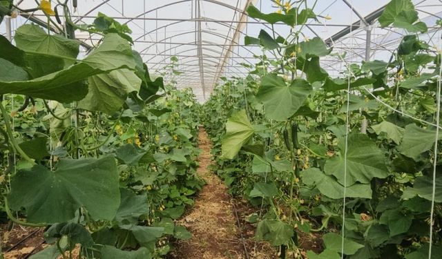 Diyarbakır’da en büyük serayı kurdu: Günde 4 ton salatalık üretiyor