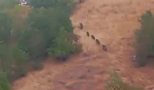 Diyarbakır’da mahalleye indiler: Bağ ve bahçeleri talan ediyorlar