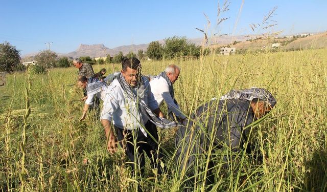 Şırnak'ta 5 bin dekarda ekildi: 300 ton susam rekolte hedefi