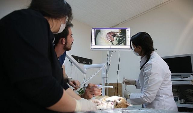 DİCLE ÜNİVERSİTESİ