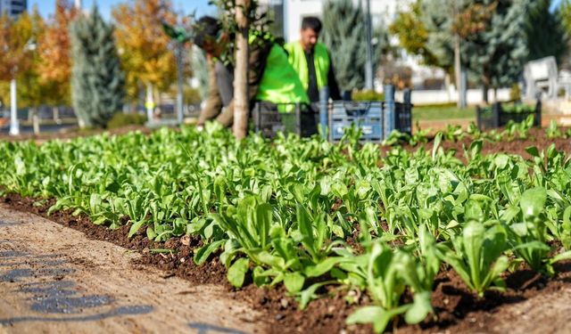 Diyarbakır yeşilleniyor: Tam 10 bin kış çiçeği