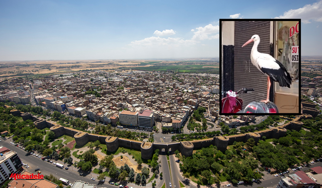 Diyarbakır Sur'da ortaya çıktı: Gören telefona sarıldı!