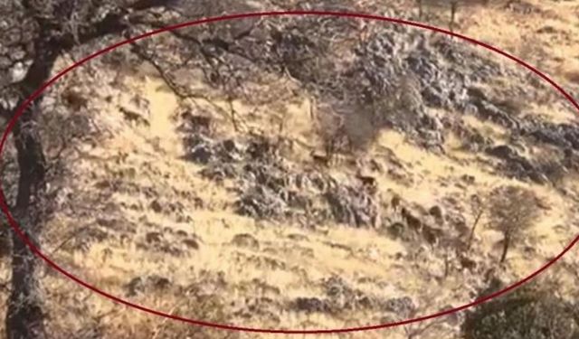 Gören şaşırdı: Diyarbakır’da sürü halinde ortaya çıktılar!