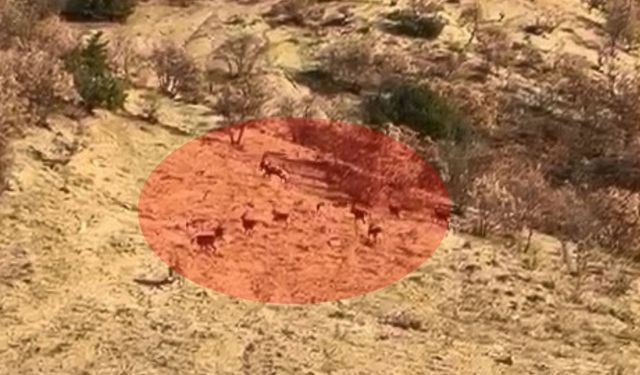 Nesli tükenme tehlikesi altındaydı: Elazığ’da ortaya çıktı!