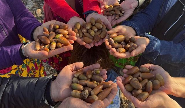 Diyarbakır’a 4 bin adet palamut ekilecek