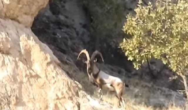 Nesli tükenme tehlikesindeydi: Diyarbakır’da görüntülendi!