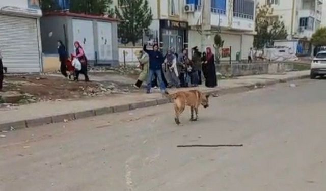 Diyarbakır’da köpek saldırısına uğrayan vatandaş tepki gösterdi!