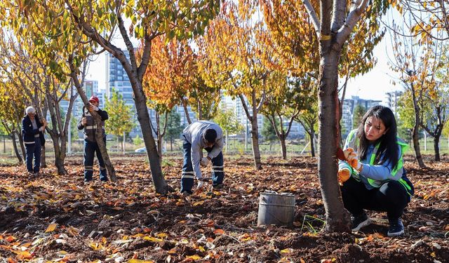 Diyarbakır’da ağaçlara ‘pansumanlı’ tedavi başladı