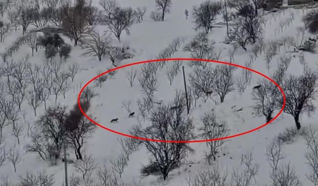 Diyarbakır'da sürü halinde ortaya çıktılar: İşte görüntüleri