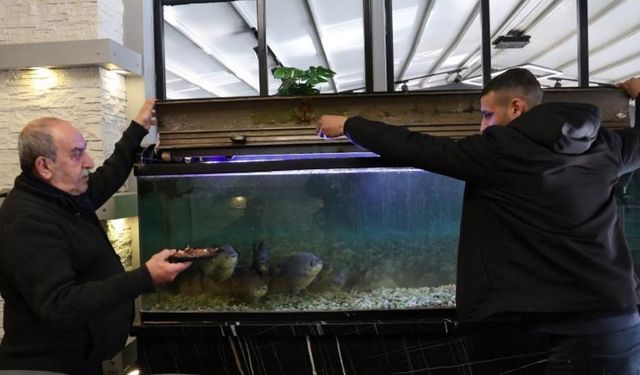 Diyarbakır’daki işletmede ilginç olay: Piranaları kelle paça ile besliyor