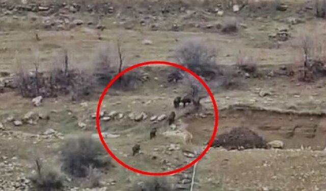 Diyarbakır’da sürü halinde geldiler: Köylü tedirgin oldu!