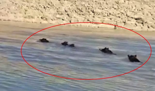 Diyarbakır'dan enteresan görüntüler: Sürü halinde yüzdüler!