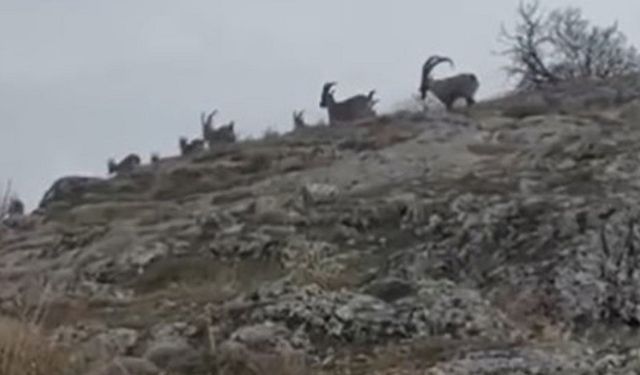 Nesli yok olma tehlikesi altındaydı: Diyarbakır’da ortaya çıktılar!