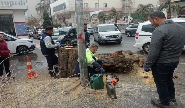Diyarbakır’da belediye asırlık ağacı kesti: Esnaf tepki gösterdi!