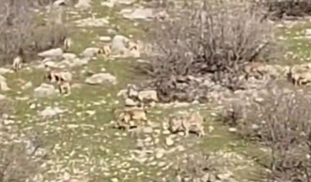 Diyarbakır’da gören şaştı: Sürü halinde yiyecek aradılar!