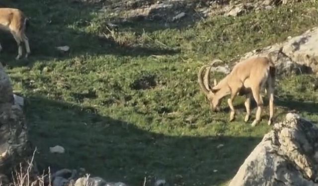 Diyarbakır’da ilk kez bu kadar yakın görüntülendiler!