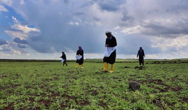Her tarlaya 7 yılda bir ekiliyor: Karacadağ pirincinde ekim zamanı