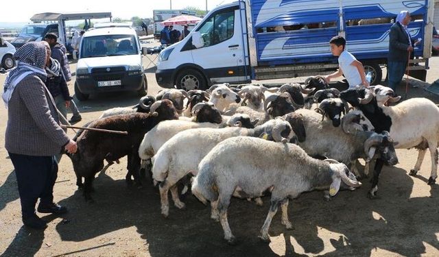 Diyarbakır’da ustalardan uyarı: “Hayvana eziyet etmeyin!”
