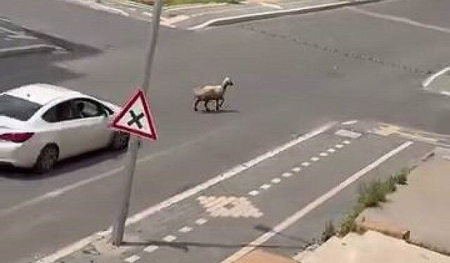 Diyarbakır'da kurbanlık kaçtı, trafiğin altını üstüne getirdi