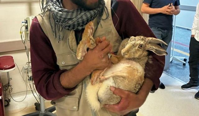 Diyarbakırlı çiftçilerden ilginç müdahale: Tavşanı hastaneye götürdüler