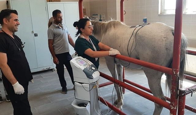 Dicle Üniversitesi'nden şampiyon ata fizik tedavi: 24 birinciliği var