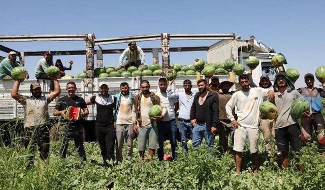 Diyarbakır karpuzunda hasat başladı: Fiyat farkı dikkat çekti!