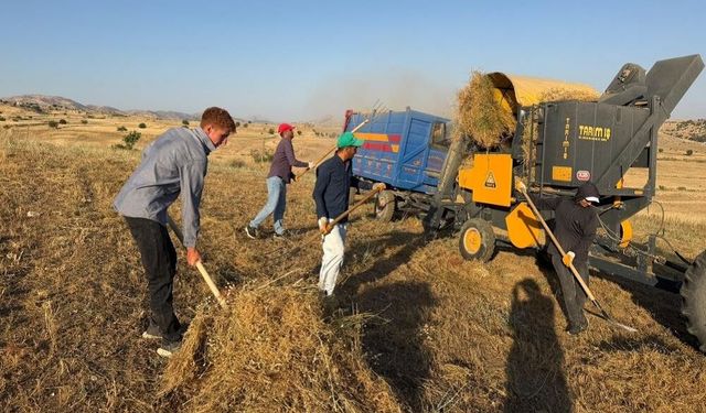 Diyarbakır’da mercimek hasadı: Çiftçinin yüzü gülmedi!