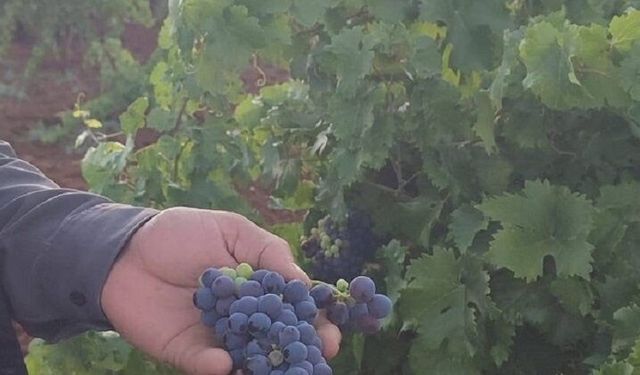 Çermik'in verimli bağlarında üzüm hasadı başladı