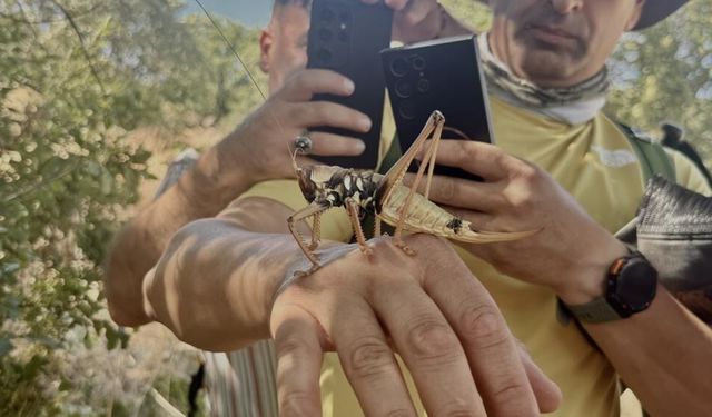Diyarbakır'da turistler de şaşırdı: Sesi ve boyutuyla dikkat çekiyor