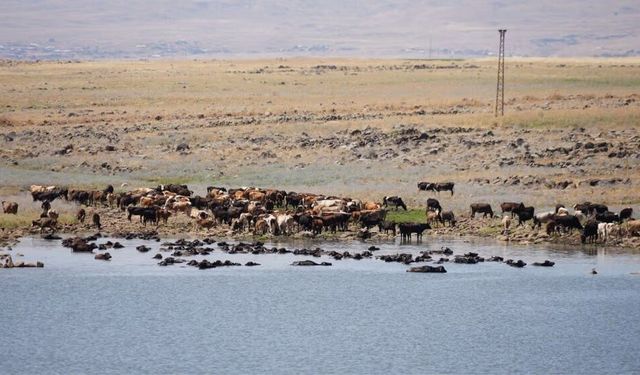 Karacadağ'da 3 köye can suyu: 7 bin hayvan ve 2 bin dönüm faydalanacak
