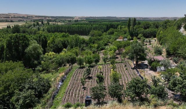 Diyarbakır’da kavurucu sıcakların ardından gelen tehlike: Ortaya çıktılar!