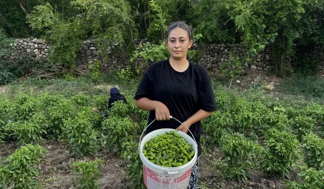 Çermik biberinde üretim arttı, fiyatlar düştü