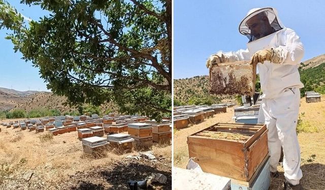 Diyarbakır’da bal sağımı sezonu: Dicle yaylalarında yüksek verim