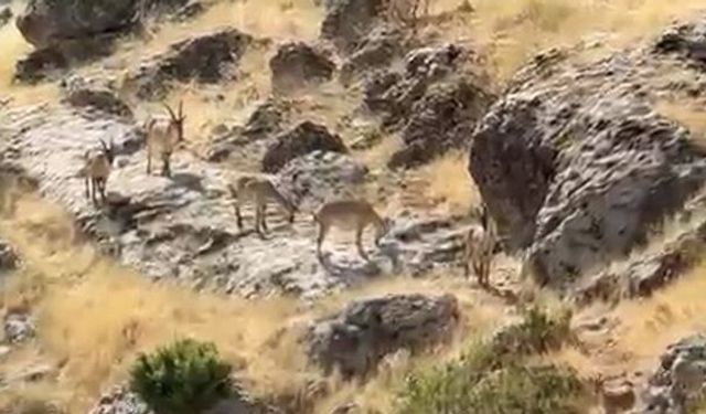 Diyarbakır'da dağ keçileri sürü halinde görüldü