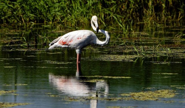 Diyarbakır'da flamingo sürprizi: İlk kez görüntülendi