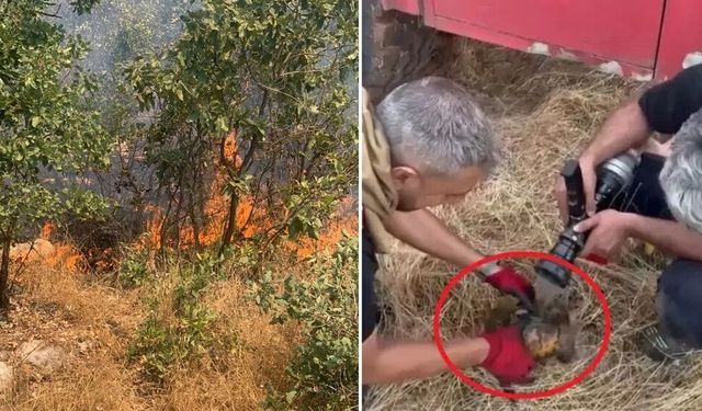 Diyarbakır'da yürek ısıtan görüntü: Kaplumbağayı itfaiye kurtardı